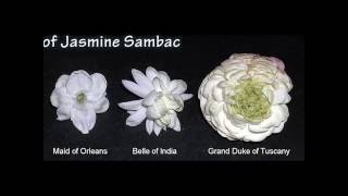 Jasminum Sambac – Absolute Flower [upl. by Carroll121]