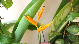 How to grow Heliconia psittacorum birdofparadise at home and care tips [upl. by Oemac]