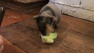 Benny the skinny pig [upl. by Rehpotsyrk668]