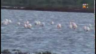 LA VIE DES FLAMANTS AU LAC ZIMA à CHEMAIA Fev 2015 [upl. by Kliber213]