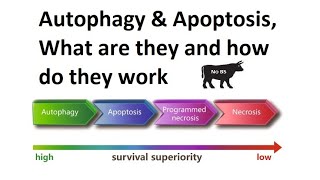 Autophagy amp Apoptosis What are they and how do they work [upl. by Belldas316]