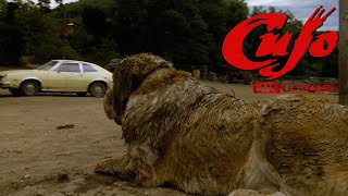 Cujo 1983  Cujo Attacks  4K HDR  HighDef Digest [upl. by Huang]