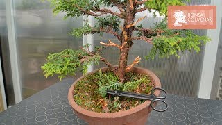 Chamaecyparis  Bonsai Colmenar [upl. by Aihsatsan]