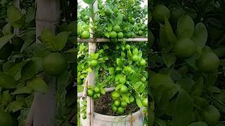 🌿How grow Lemon tree great idea to propagate Lemon tree by air layering using a Carrot🥕 lemontree [upl. by Poland]