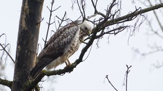 Buizerd Buzzard [upl. by Milurd150]