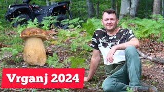 Poslije kiše Vrganji počeli naglo da rastu Gljive Vrganj 22052024 [upl. by Eilsil]