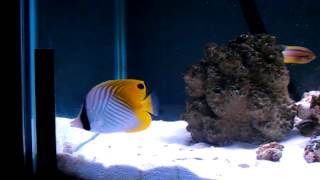 Auriga butterfly fish care [upl. by Akerahs]