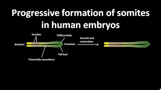 Progressive formation of somites in human embryos [upl. by Vastah]