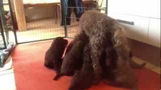 Nestje 2013  Week 5 video 1  Freonskip Australian Labradoodles [upl. by Ailam]