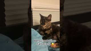 Time to sleep for Betsy cat pet sleepycat [upl. by Krystle]