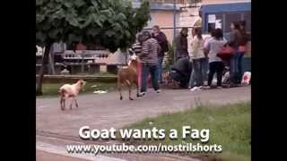 Goat wants a Fag [upl. by Ahsakal]