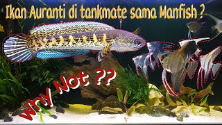 Setting Aquarium buat Channa Auranti  Tips Menggabungkannya dengan Ikan Manfish [upl. by Curry]