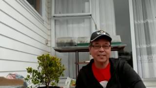 How to propagate Eugenia or Australian brush cherry by stem cuttings [upl. by Nica]