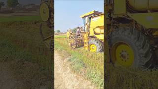 Rice Harvesting in Pakistan 🇵🇰 agriculture shorts harvestermachine [upl. by Yma470]