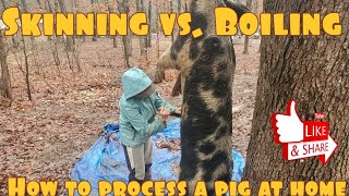 Skinning a pig vs Boiling a pig  How to quarter the hog [upl. by Enoyrt]