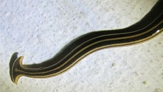 ⟹ Nematode worm Hammerhead worm what is this thing I think its a Bipalium [upl. by Aicnelev]