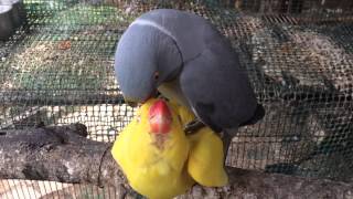 pair of Indian ringneck parrots get ready for mating season [upl. by Dougall87]