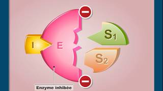 Questce que linhibition non compétitive dune enzyme [upl. by Ytiak955]