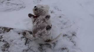 West highland white terrier Westie Bobby Guide on how to best manage dogs winter coat [upl. by Aneed]