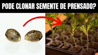 PLANTAR SEMENTE DE PRENSADO  PODE TIRAR CLONE DE PRENSADO [upl. by Atteinotna621]