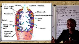 Phylum Porifera [upl. by Pauly]