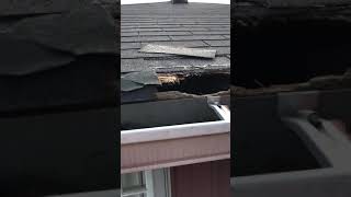 Raccoon Damage Nassau County NY [upl. by Jaynes]