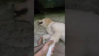 roxie labrador dogowner petowner funny [upl. by Annahsad133]