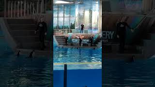 Dolphins 🐬 show in sea world 🌍seaworld sanantonio texas dolphinshow entertainment viral [upl. by Nerine]