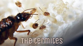 MY TERMITE COLONIES  Macrotermes sp amp Coptotermes sp  How to Keep Termite Colony  Isoptera [upl. by Dahij]