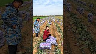 Lots of Organic Radish Harvest from Farm  High Yielding Radish Farm shorts satisfying [upl. by Ynohtnaleahcim]