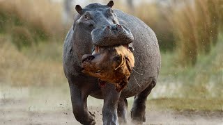 Hippo Crushes The Lions Skull in Vengeance For His Mother [upl. by Dulcle]