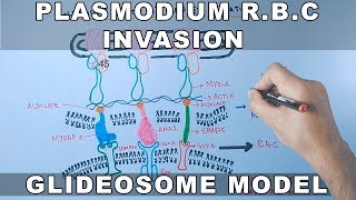 Plasmodium falciparum Erythrocyte Invasion  Glideosome amp Moving Junction [upl. by Salas119]