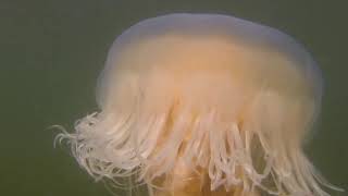 Lions Mane Jellyfish 12Oct24 Boundary Bay BC [upl. by Giliana]