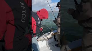 Black Drum Fishing  Texas Gulf Coast [upl. by Yasmine]