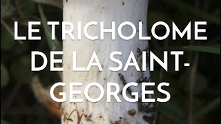 Le tricholome de la SaintGeorges champignon de printemps [upl. by Aidin]