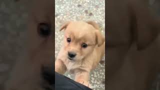 viralvideo puppy dog poppy shorts shoertvideo [upl. by Calv362]