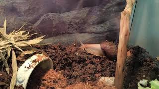 new terrarium for snail 2024 [upl. by Werda]