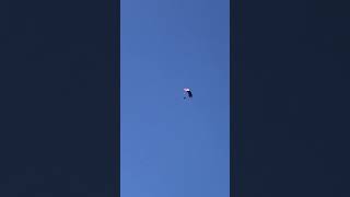 First single parachute of the day Beccles airfield 290824 [upl. by Nibuz192]