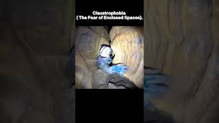 Can YOU bear this phobia shorts cavediving claustrophobia [upl. by Reuven537]