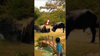 lion vs bison wild animals fight competition [upl. by Conny929]