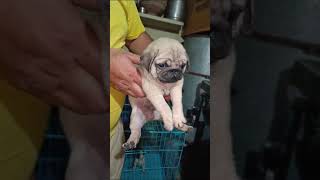 Pug male show quality for sale location gurdaspur Punjab pug only call 9872537639 [upl. by Eciralc998]