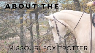 About the Missouri Fox Trotter  Gaited Horse Breeds  DiscoverTheHorse [upl. by Louis]