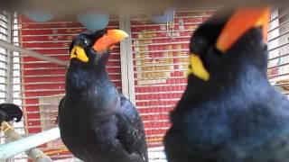 Mynah bird so funny [upl. by Tterrab]