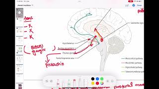 Dopamine  Dopaminergic pathways in Brain neurology 34  First Aid USMLE Step 1 in UrduHindi [upl. by Naga]