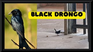 Kari kuruvi 🐦‍⬛  Black drongo bird video 📸 nature birds [upl. by Obrien]