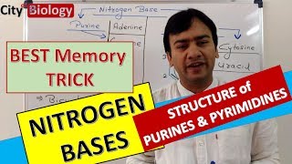 NITROGEN BASES  PURINES amp PYRIMIDINES  Best memory trick for NEETAIIMS PMT [upl. by Ahsinak613]