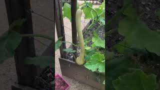 Plant Cucurbita moschata Barelygardening [upl. by Baniez462]