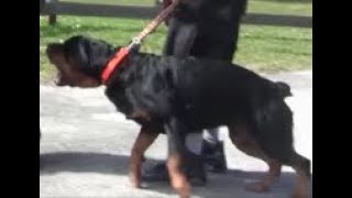 Aggressive Rottweiler  Part 2  completely out of control and Extremely Dangerous [upl. by Layton]