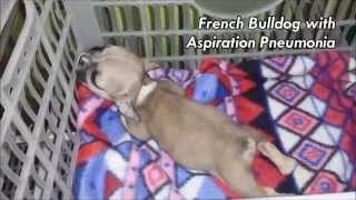 BATTLING ASPIRATION PNEUMONIA  5 week old French Bulldog [upl. by Anaejer]