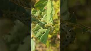 Large group of Sawfly larvae defoliating an Alder sapling [upl. by Elleinet271]